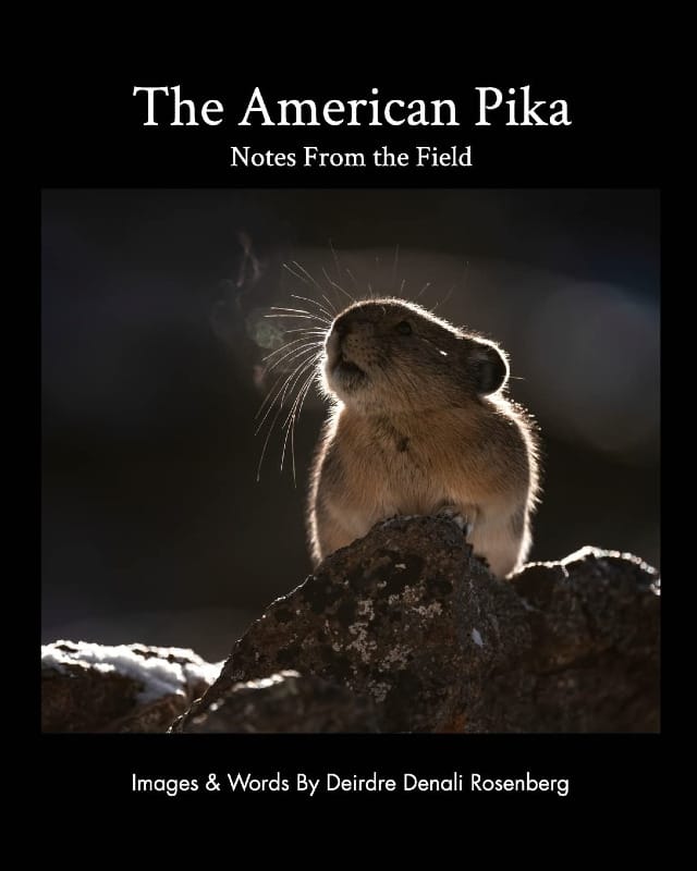 Cover of The American Pika: Notes From the Field by Deirdre Denali Rosenberg, featuring a pika illuminated by soft backlight while perched on a rocky outcrop.