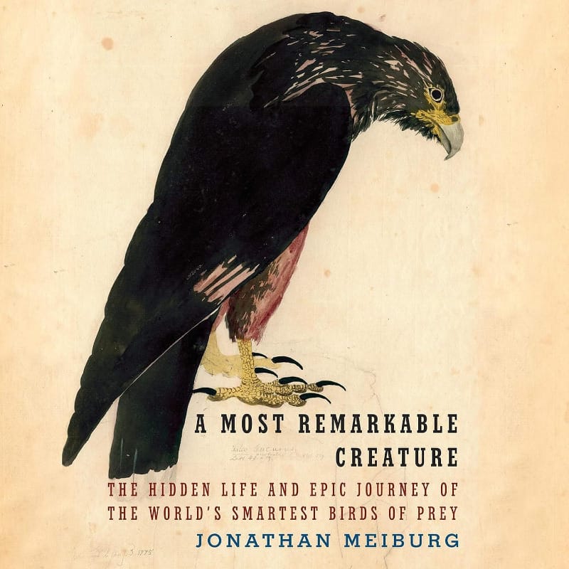Book cover of A Most Remarkable Creature by Jonathan Meiburg, featuring an illustrated caracara bird on a cream background.