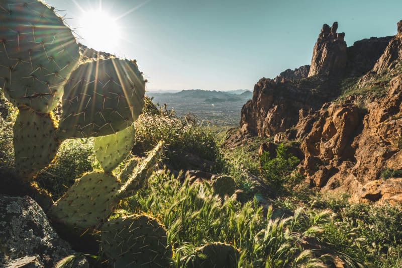 Sunlit Southwest Desert landscape with cactus, rocky cliffs, and desert grasses during a hot hike highlighting the importance of hydration and electrolytes