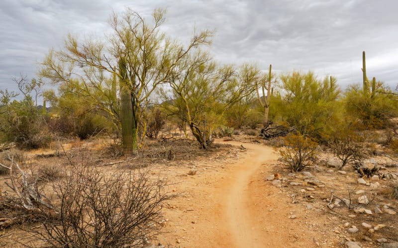 Desert hiking trail winding through saguaro cactus and palo verde trees under an overcast sky, illustrating exposed terrain where sun protection is essential.