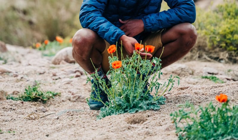 Hiker wearing a blue hiking jacket crouches beside bright orange wildflowers on a rocky desert trail.