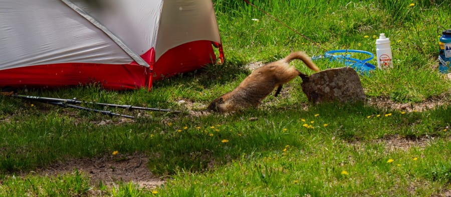Small brown mammal exploring a grassy backpacking campsite beside an MSR tent, trekking poles, and camping gear.