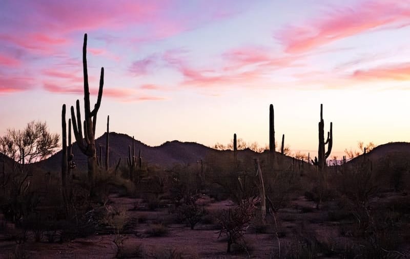 Saguaro cacti silhouetted against a vibrant pink and purple sunrise over the Sonoran Desert in southern Arizona, illustrating changing conditions for desert hiking.