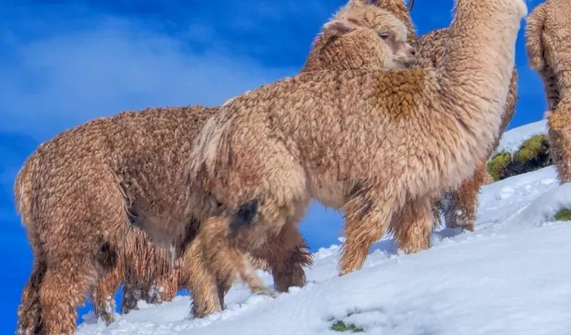 All About Arms of Andes: Sustainable Alpaca Gear from the Andes