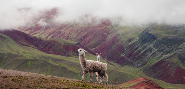 alpacas in the mountains of peru where paka sources wool from