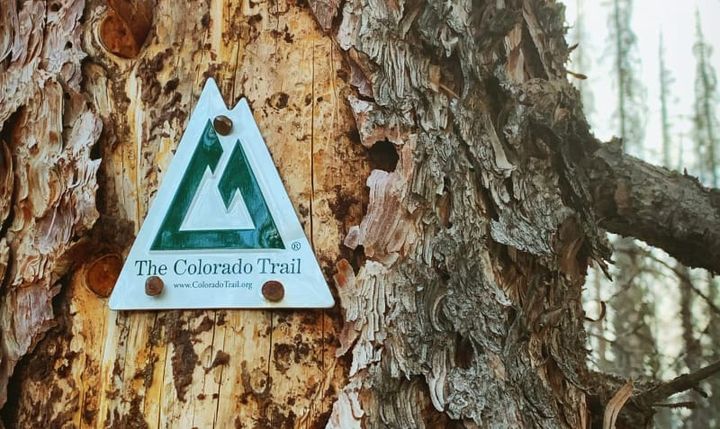  Close-up of the Colorado Trail logo on a weathered tree trunk in the forest.