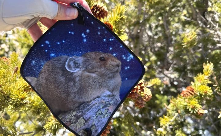 A Pika Kula Cloth with a starry night design, held in front of a pine tree in the backcountry.