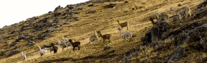 Alpacas roaming a high-elevation landscape in the Peruvian Andes, where PAKA’s natural-fiber story began.