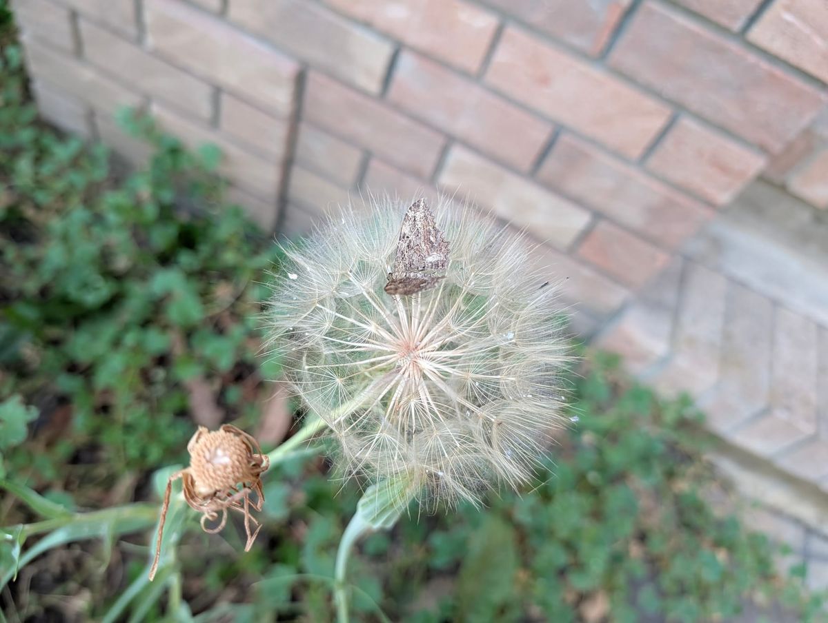 Ode to the Little Ones