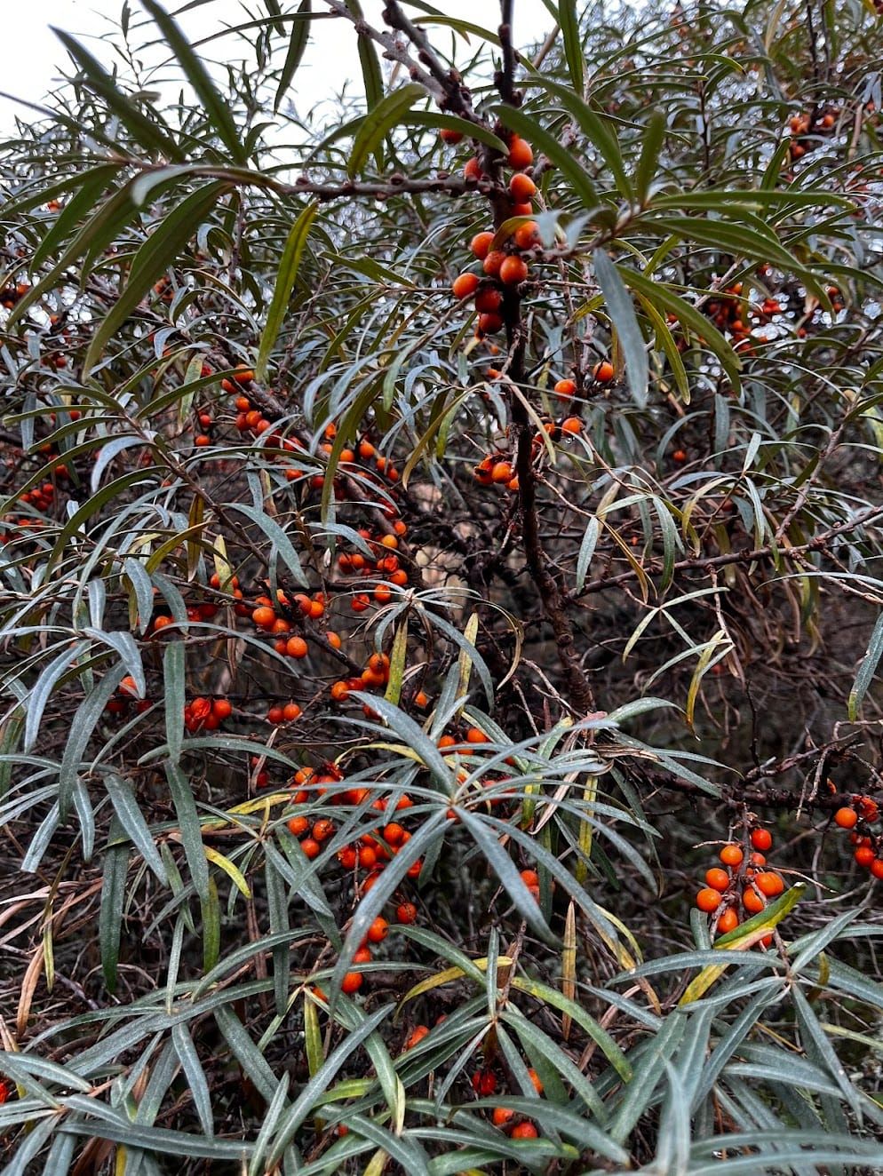 Sea Buckthorn