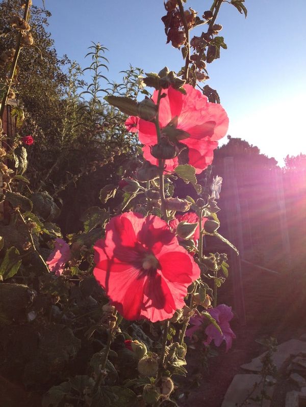 Close up photo of sun shining through red hollyhocks against a blue sky