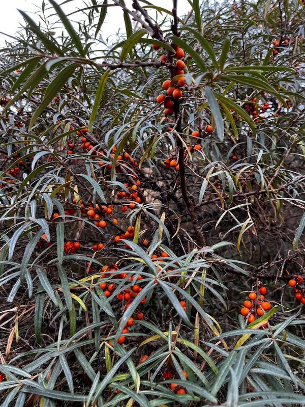 Sea Buckthorn