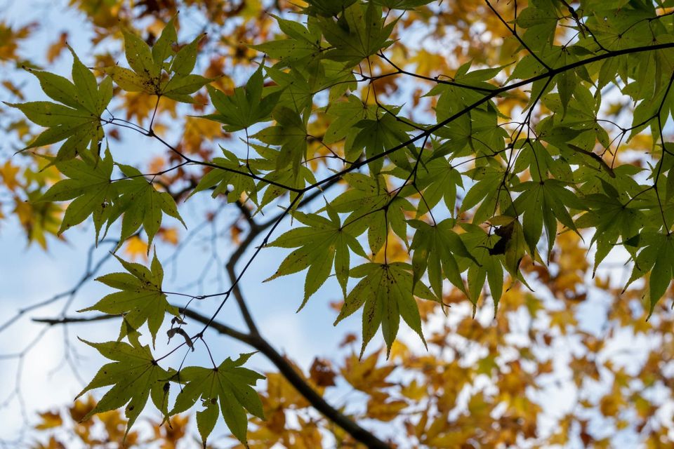 Maple Seed Media
