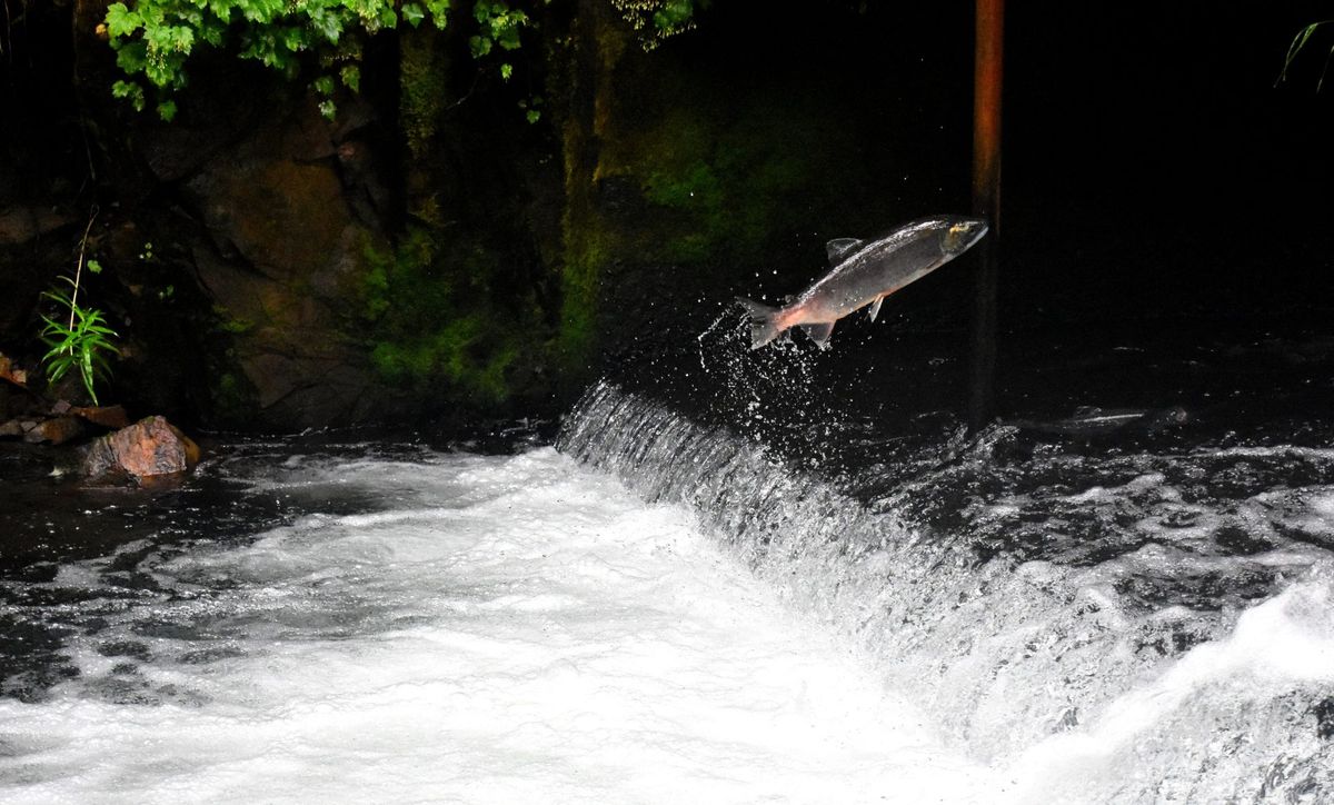 Salmon 'Homecoming'