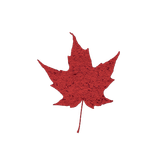 Daun Maple
