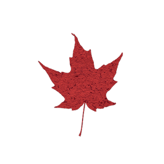 Daun Maple