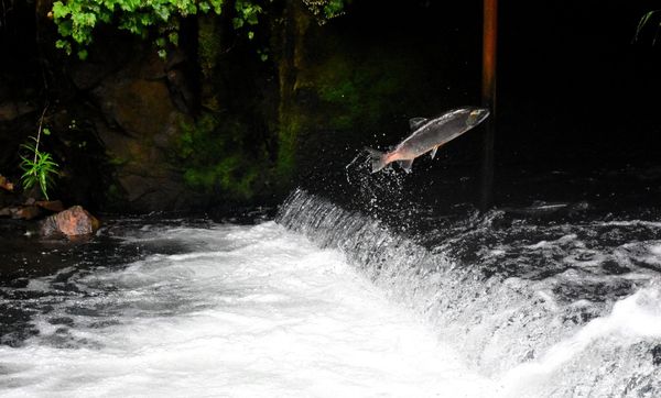 Salmon 'Homecoming'