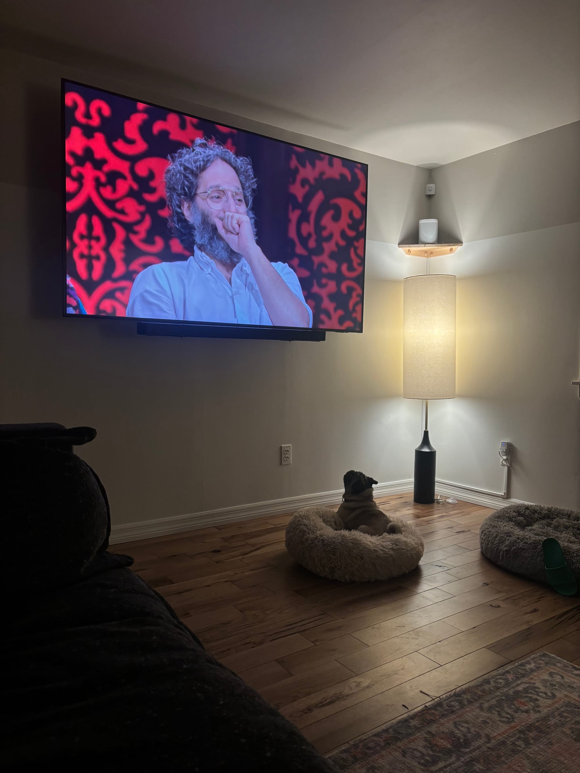 Maggie the Pug transfixed by Jason Mantzoukas's performance on Taskmaster.