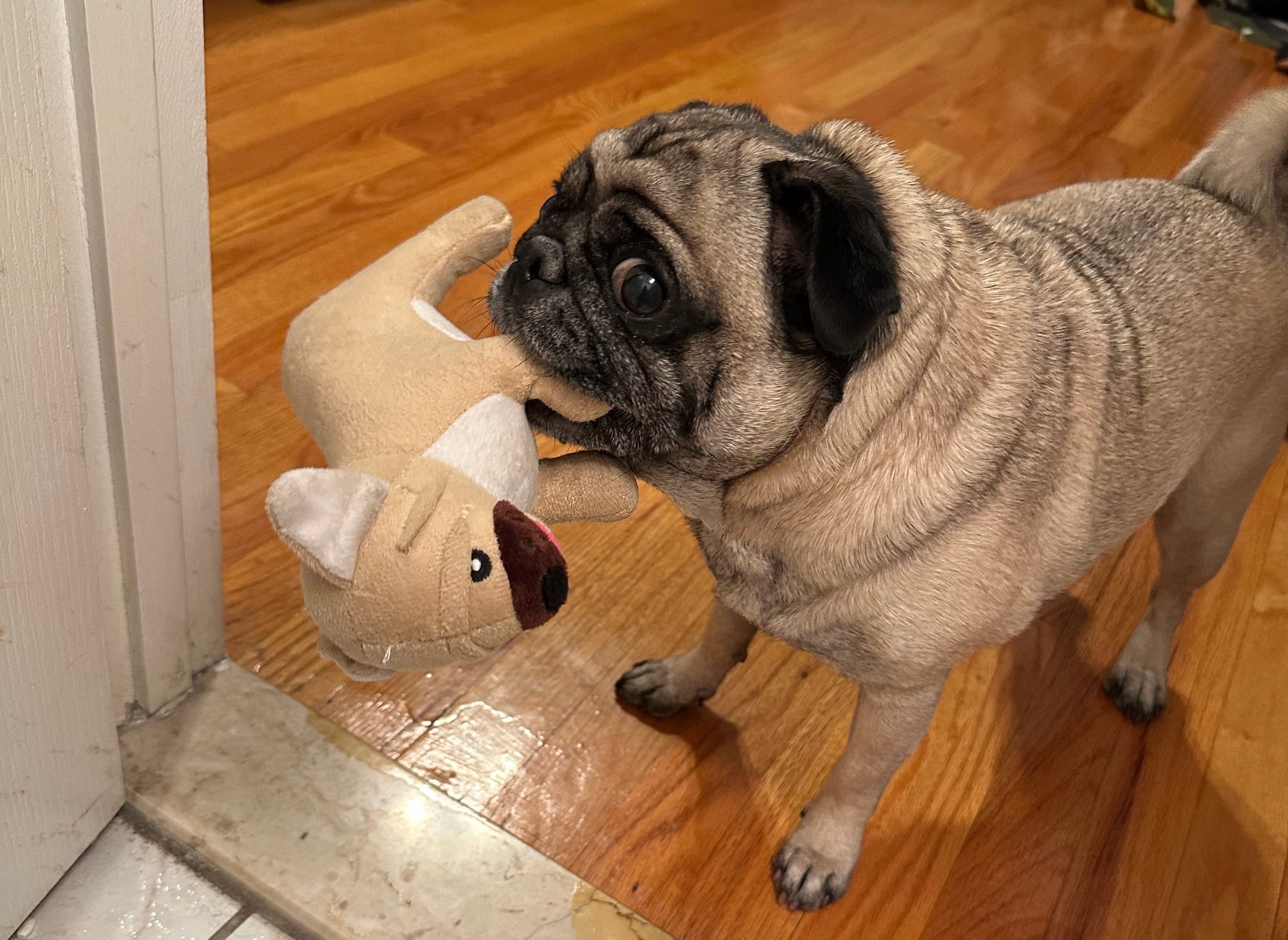 Maggie holding a little pug toy in her mouth.