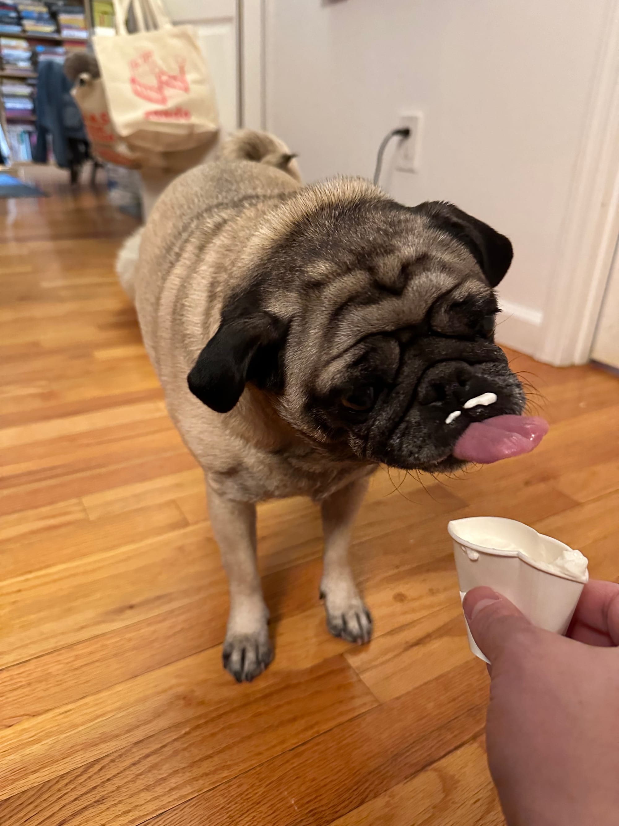 Maggie the Pug licking her lips because she has a little whipped cream mustache. I am holding out a cup full of whipped cream that is crushed because I squeezed it to get more out.