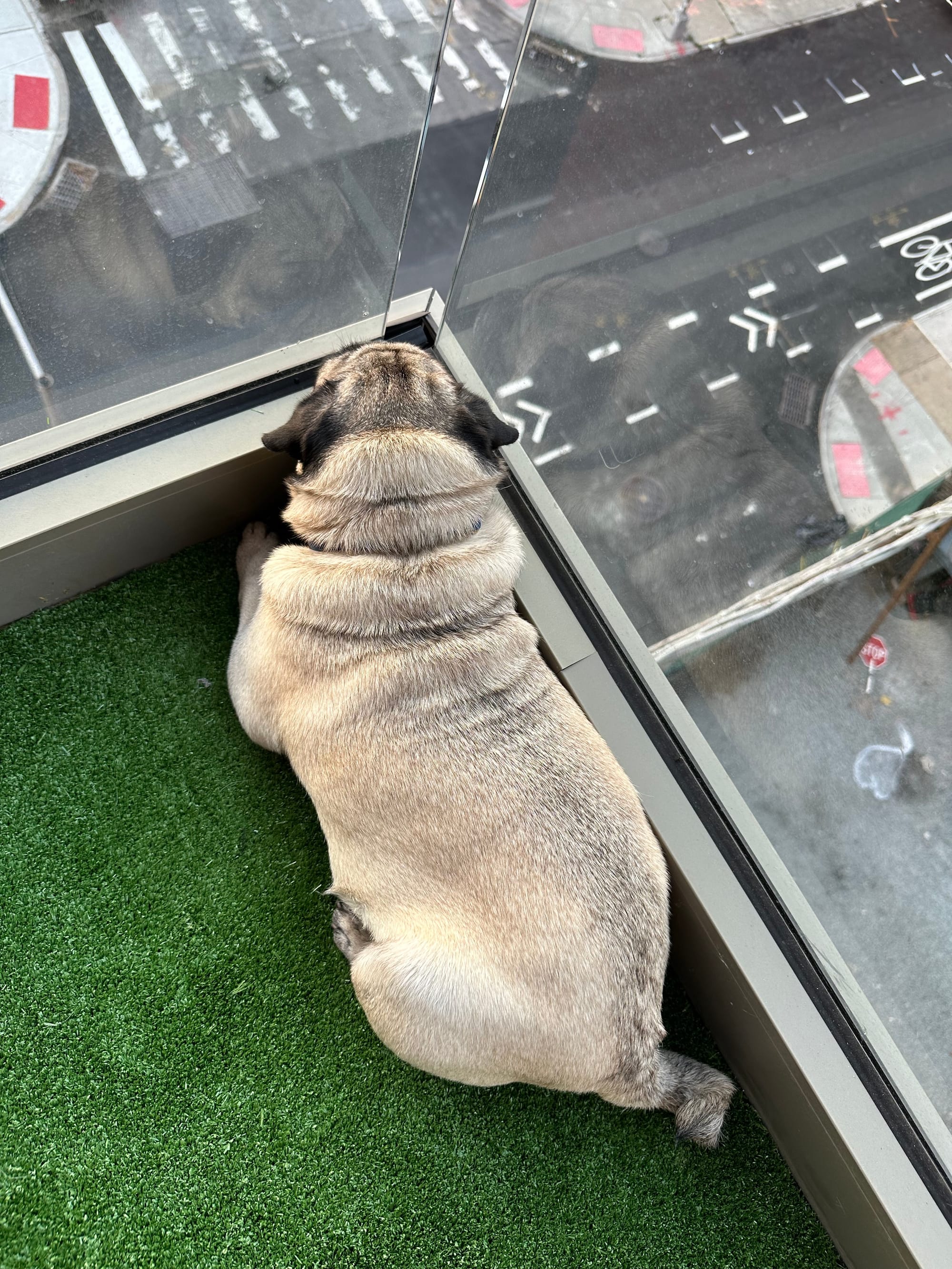 maggie the pug looks down on the street from the terrace of our apartment which is covered in fake grass (it was like that when we moved in)