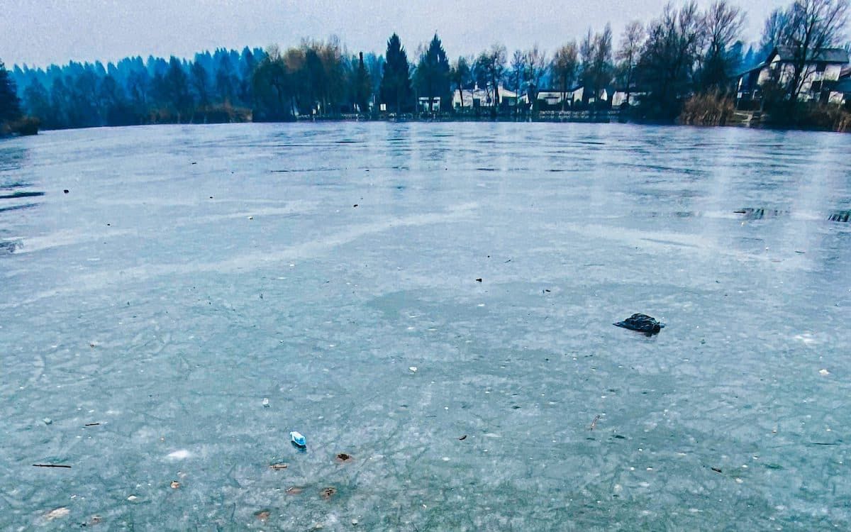 A small frozen pond surrounded by trees and houses.