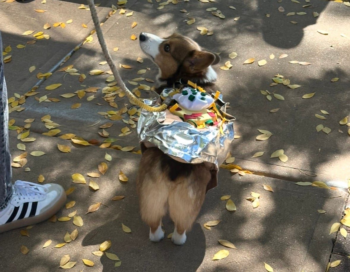 View from above of a corgi in a baked potato costume on a sidewalk. He's looking up at the person holding his leash.