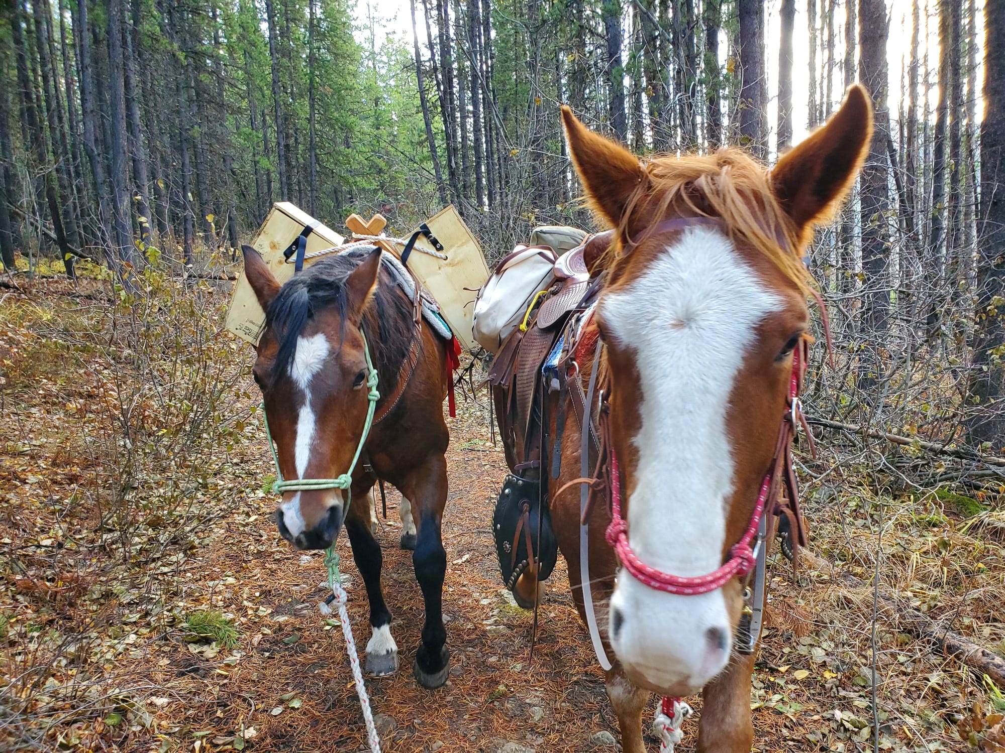 Alberta Horse Packing