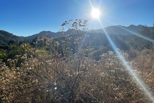 landscape photo of california buckwheat with mountains in the background and a bright sun with lens flare