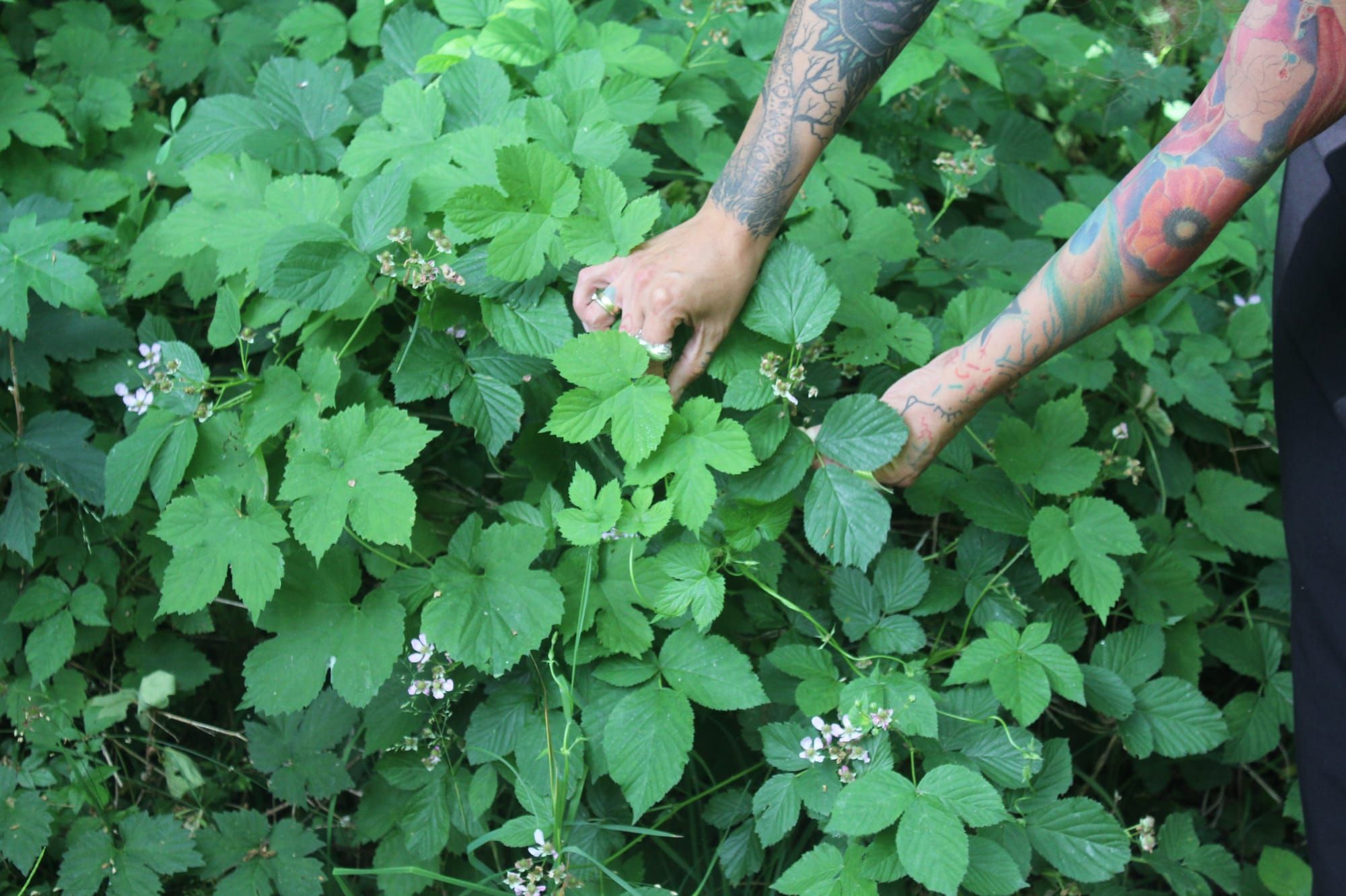FERMENTING / OXIDIZING TEA
