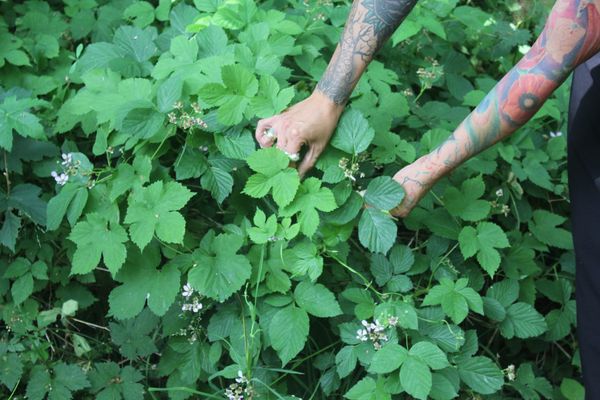FERMENTING / OXIDIZING TEA