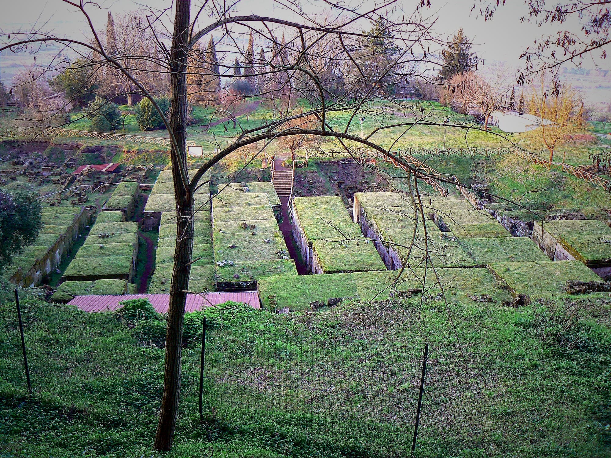 High-angle view through tree branches looking down at rows of rectangular, moss-covered Etruscan stone tombs arranged in a grid on a grassy hillside.