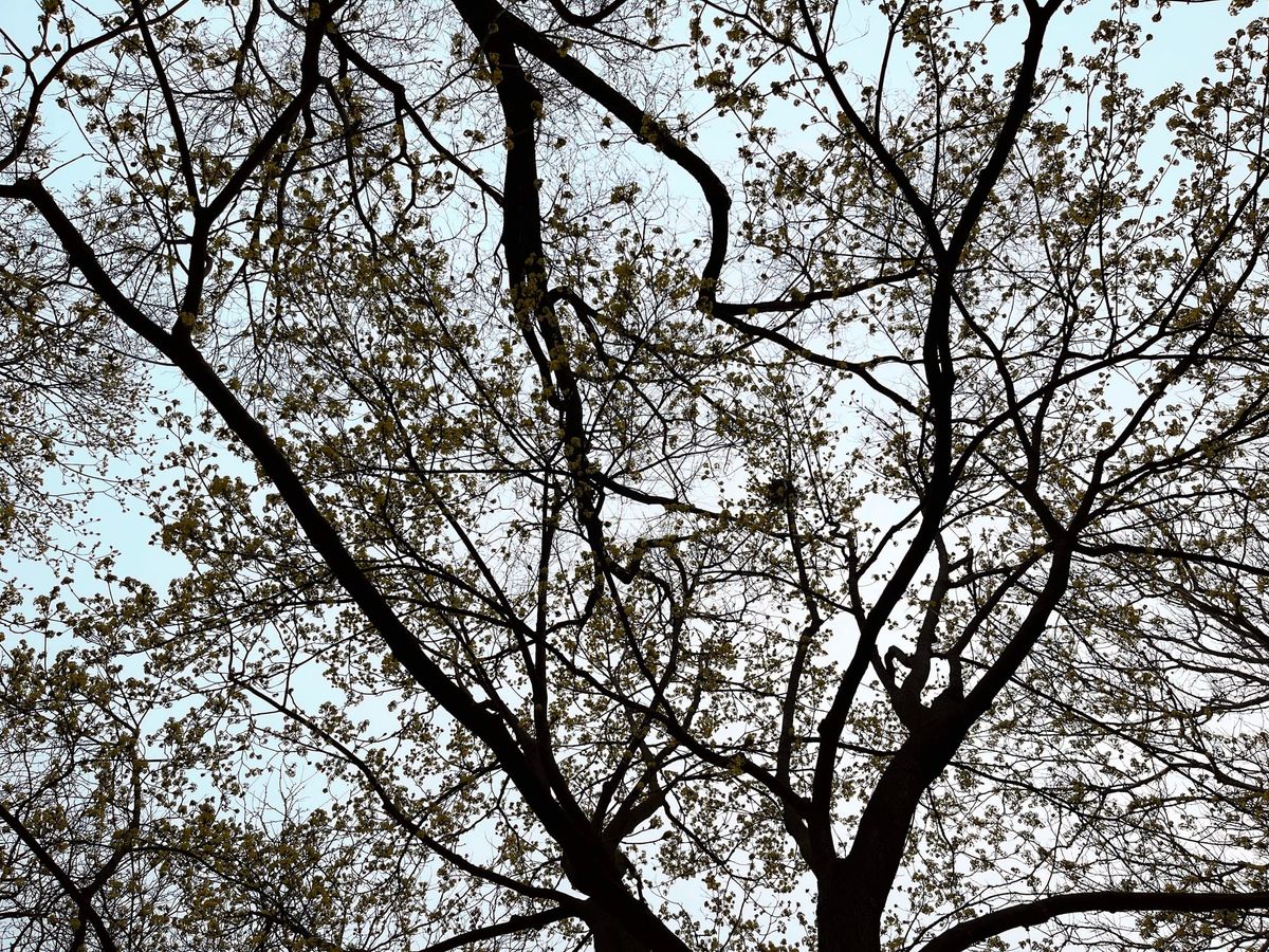 A view of tree branches from below. New leaves are visible.