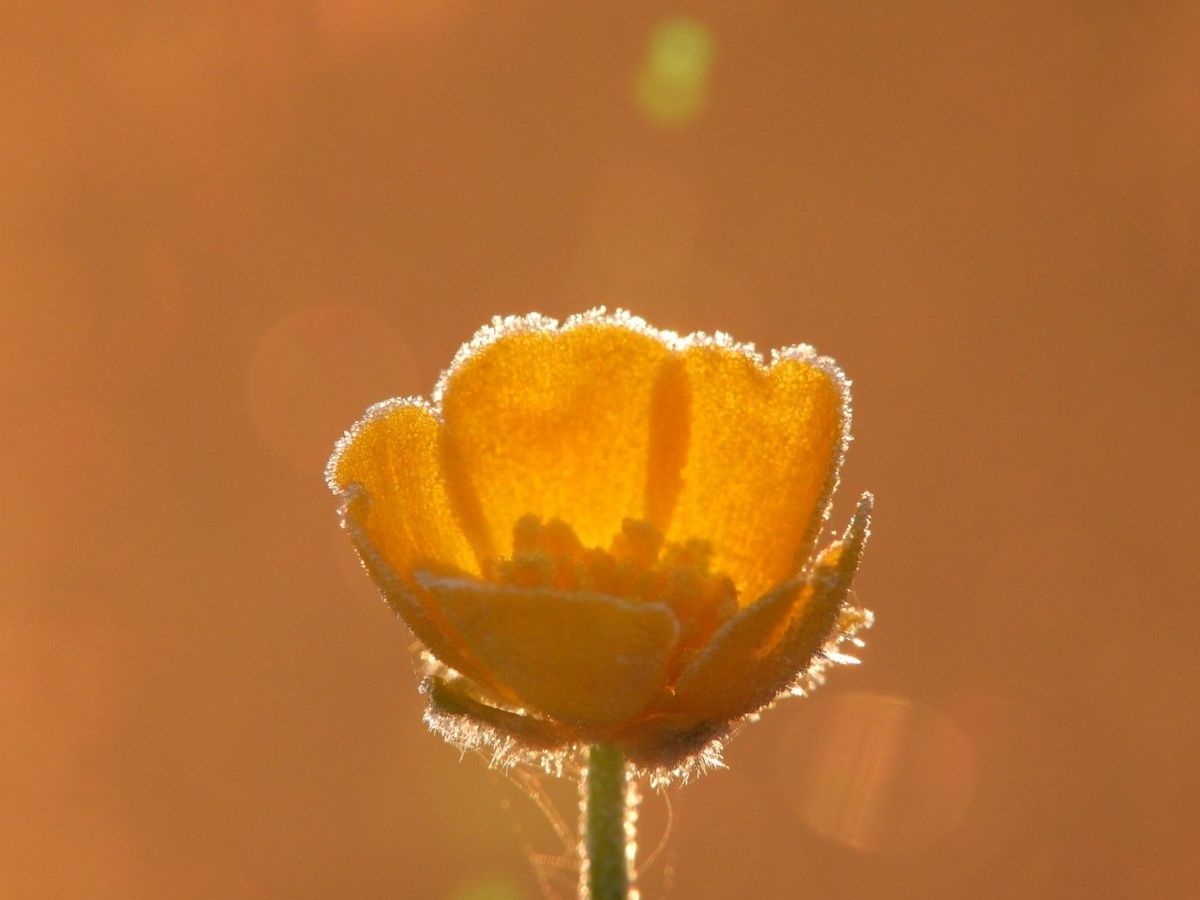 Natuur 4 mei - Mario Vanoppen