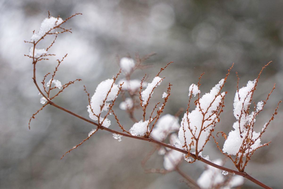 Onze winterse natuur
