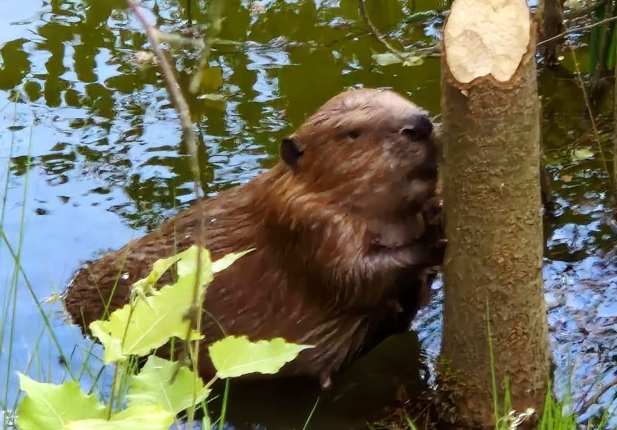 Een bever aan het werk in de Sahara... en meer