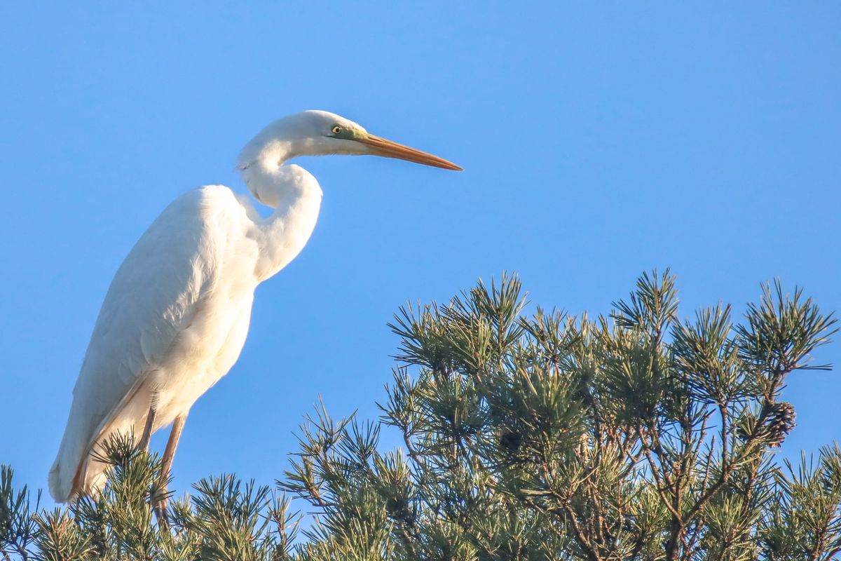 De grote zilverreiger gespot