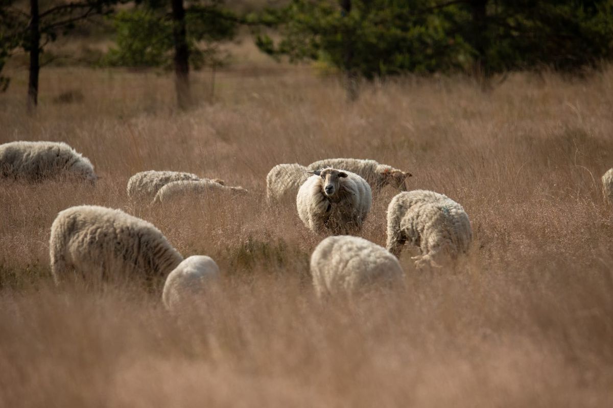 Natuur en schaapjes tellen begin juni