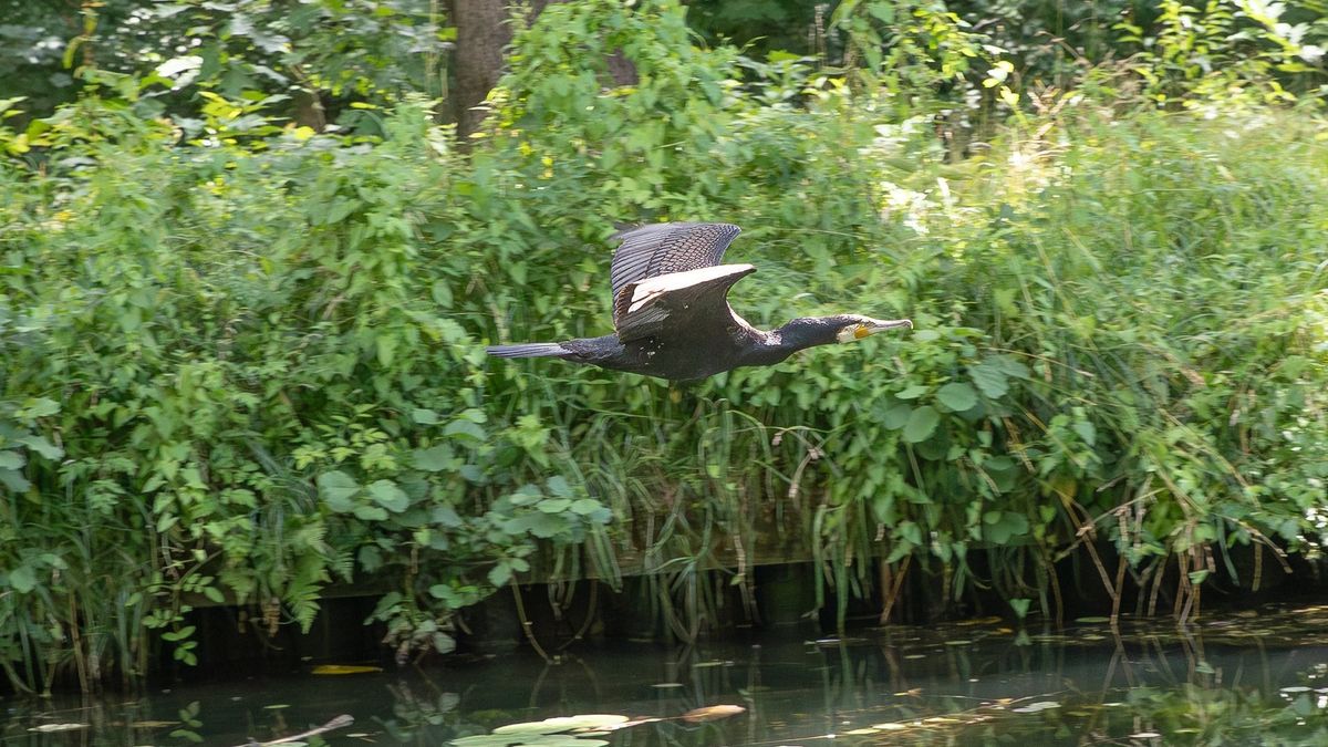Natuur op een (ietwat mindere zomerse) woensdag