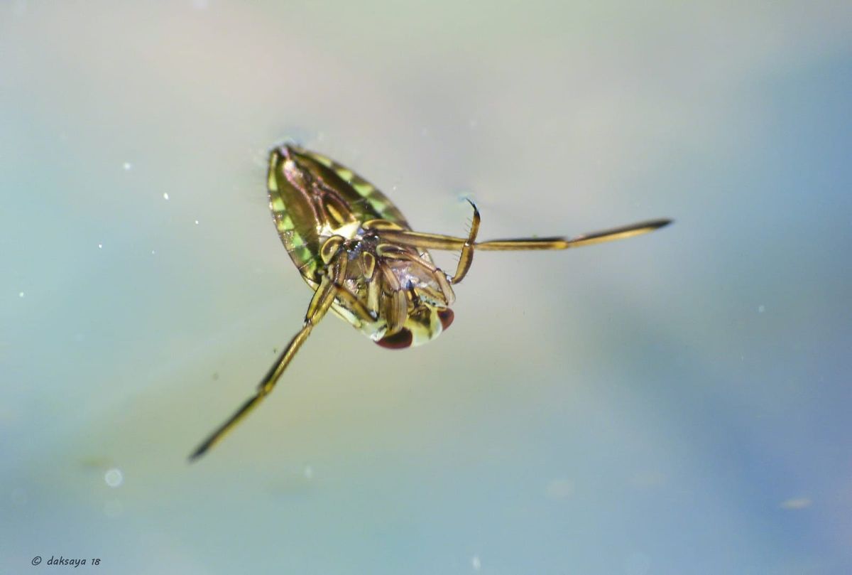 Activiteit Water onderzoek: hoe gezond is het water in jouw buurt ?