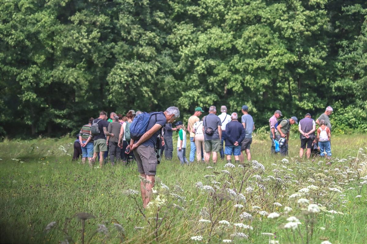 Dagvlinders en meer tijdens themawandeling op de Vloeiweides