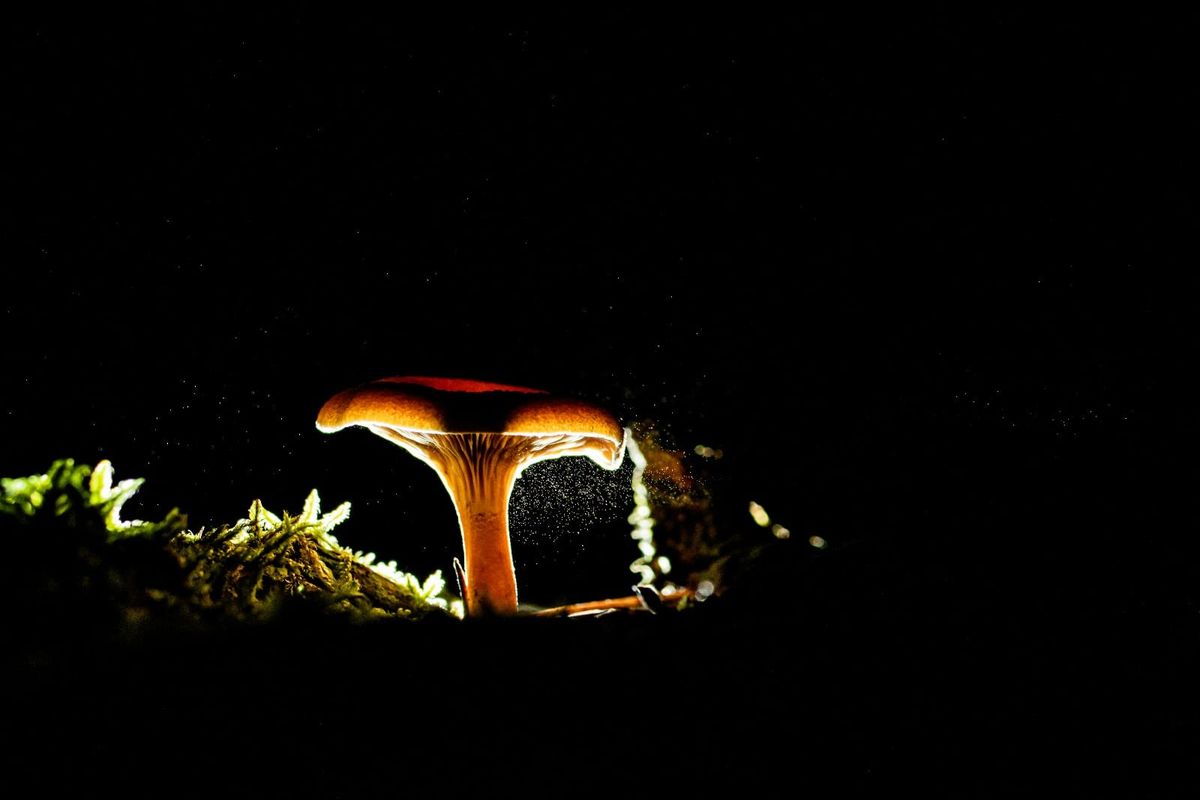 Herfstkleuren en paddenstoelen