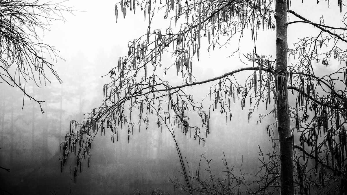 Een mistige ochtend in Bosland