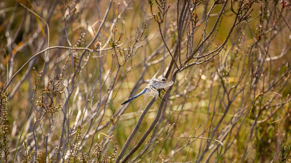 Onze natuur in augustus