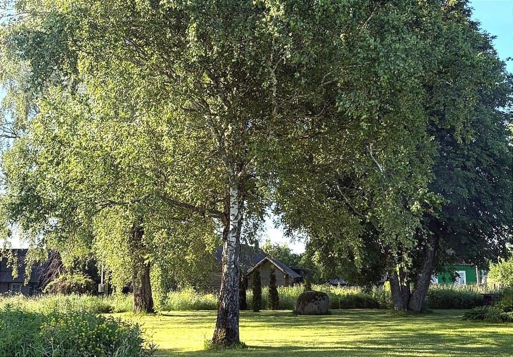 Airco zkt tuin: reserveer jouw gratis boom en help Lommel verkoelen