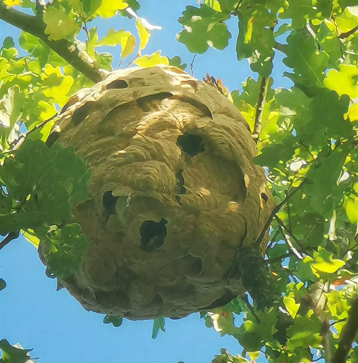 Nest Aziatische hoornaar in Heibergstraat
