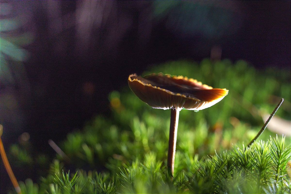 Herfst in onze Lommelse natuur