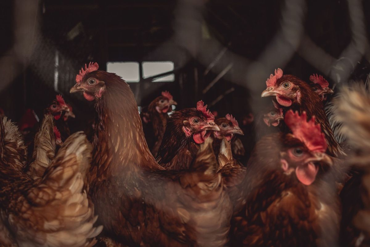 Vogelgriep vastgesteld in Balen - deel van Lommel ligt in bewakingszone