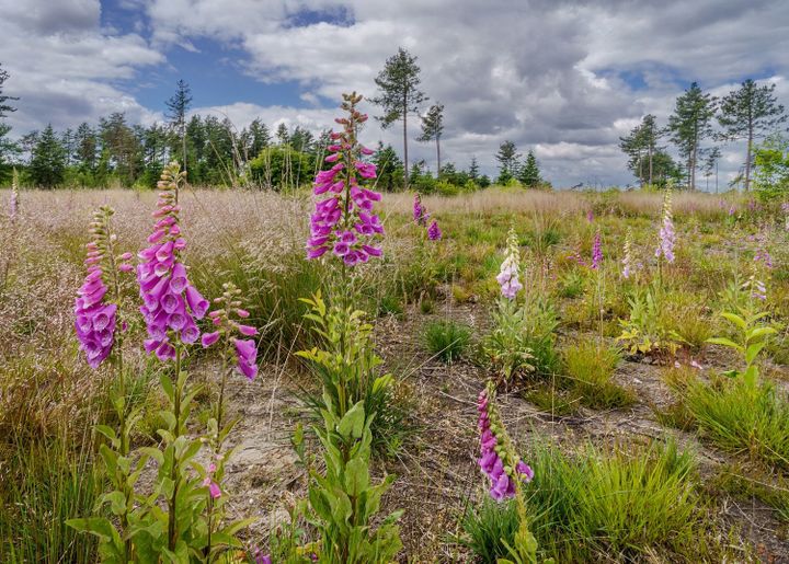 Even nog wat natuurfoto's ertussendoor...