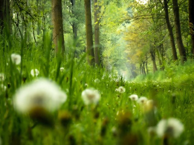 Onze Lommelse natuur blijft een inspiratiebron voor vele fotografen